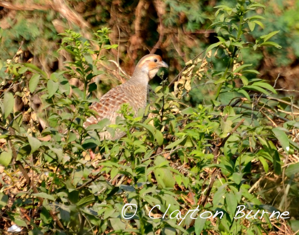 Gray Francolin - ML260803631