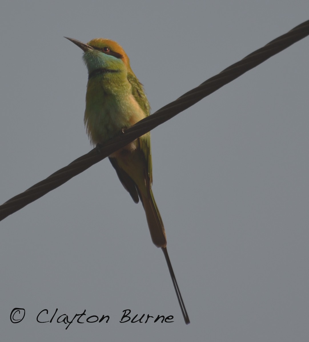 Asian Green Bee-eater - ML260803651