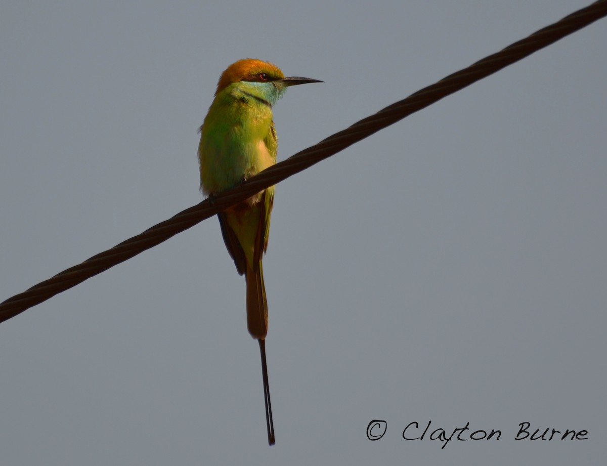 Asian Green Bee-eater - ML260803661