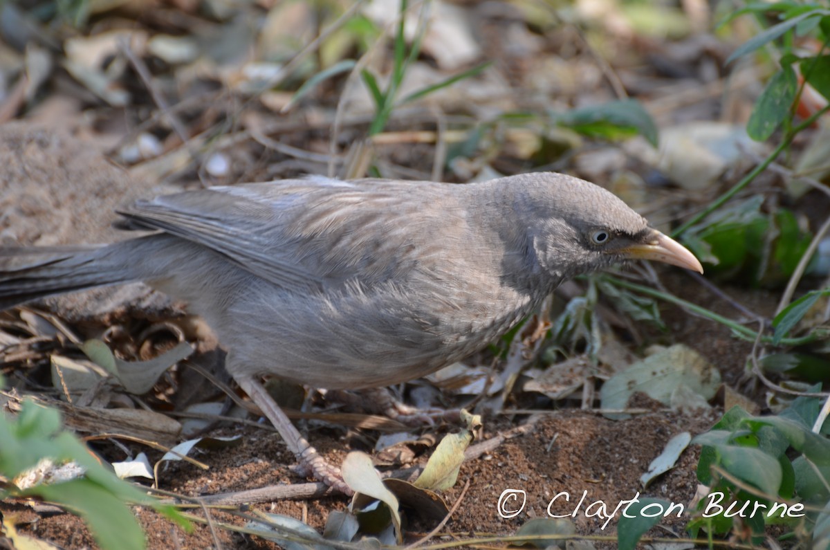 Jungle Babbler - ML260803671