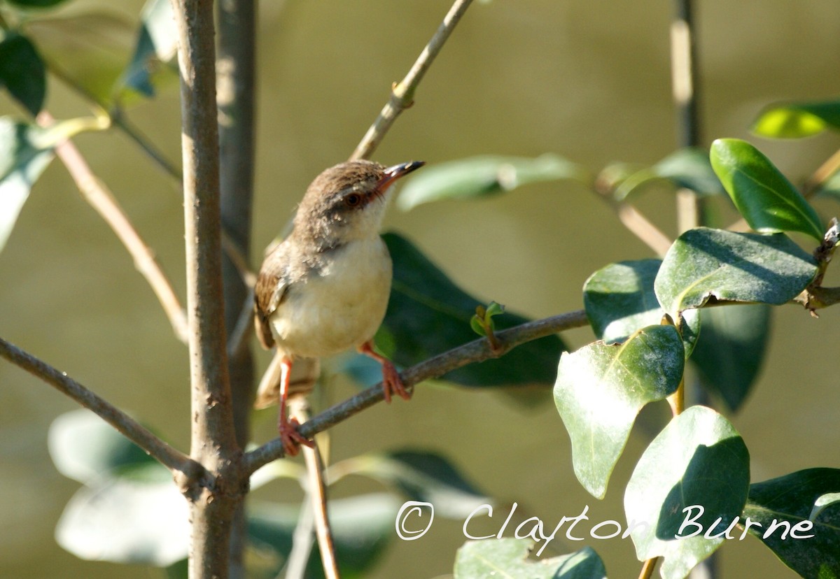 Gray-breasted Prinia - ML260803991