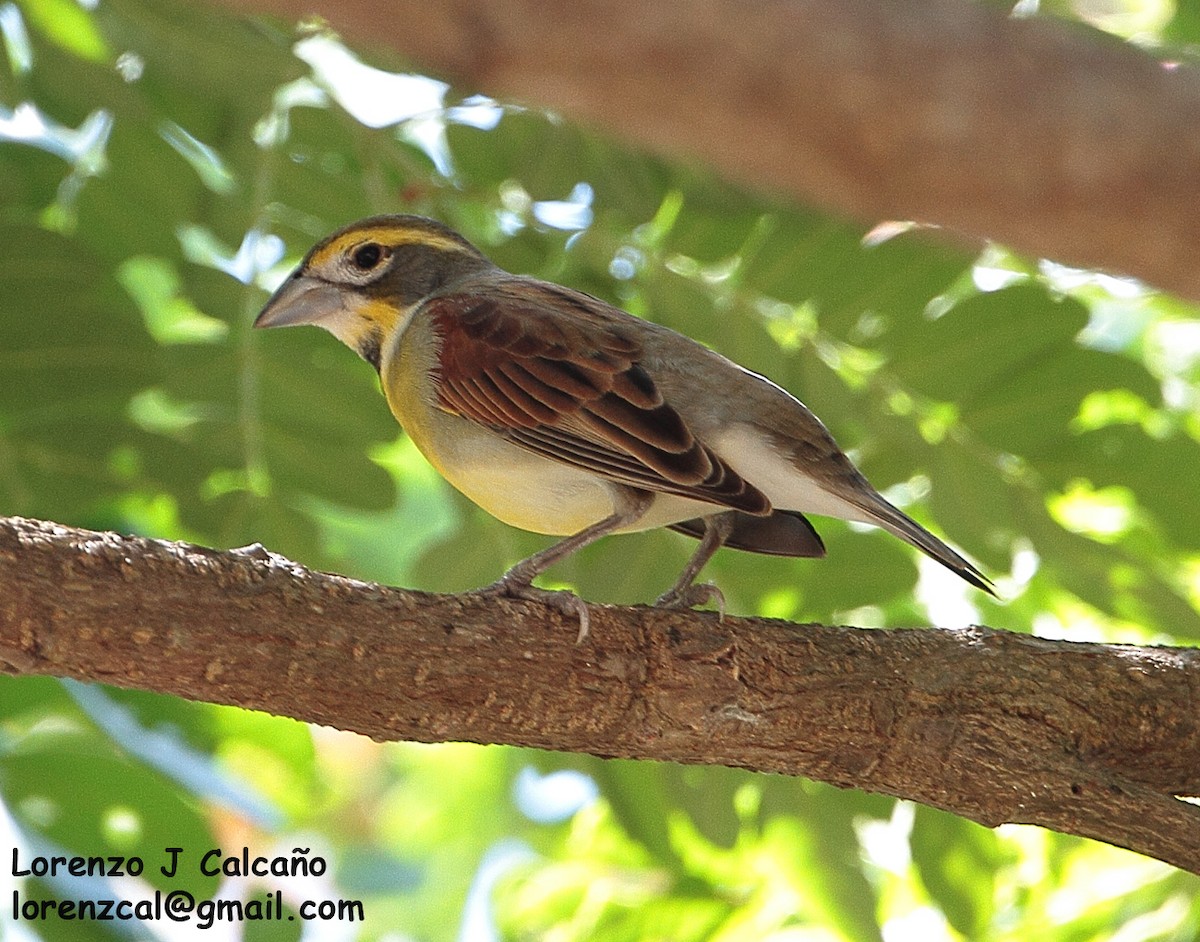 Dickcissel d'Amérique - ML260805121