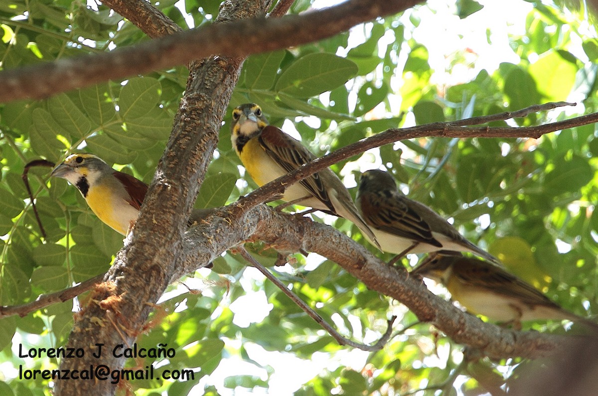 Dickcissel - ML260805211