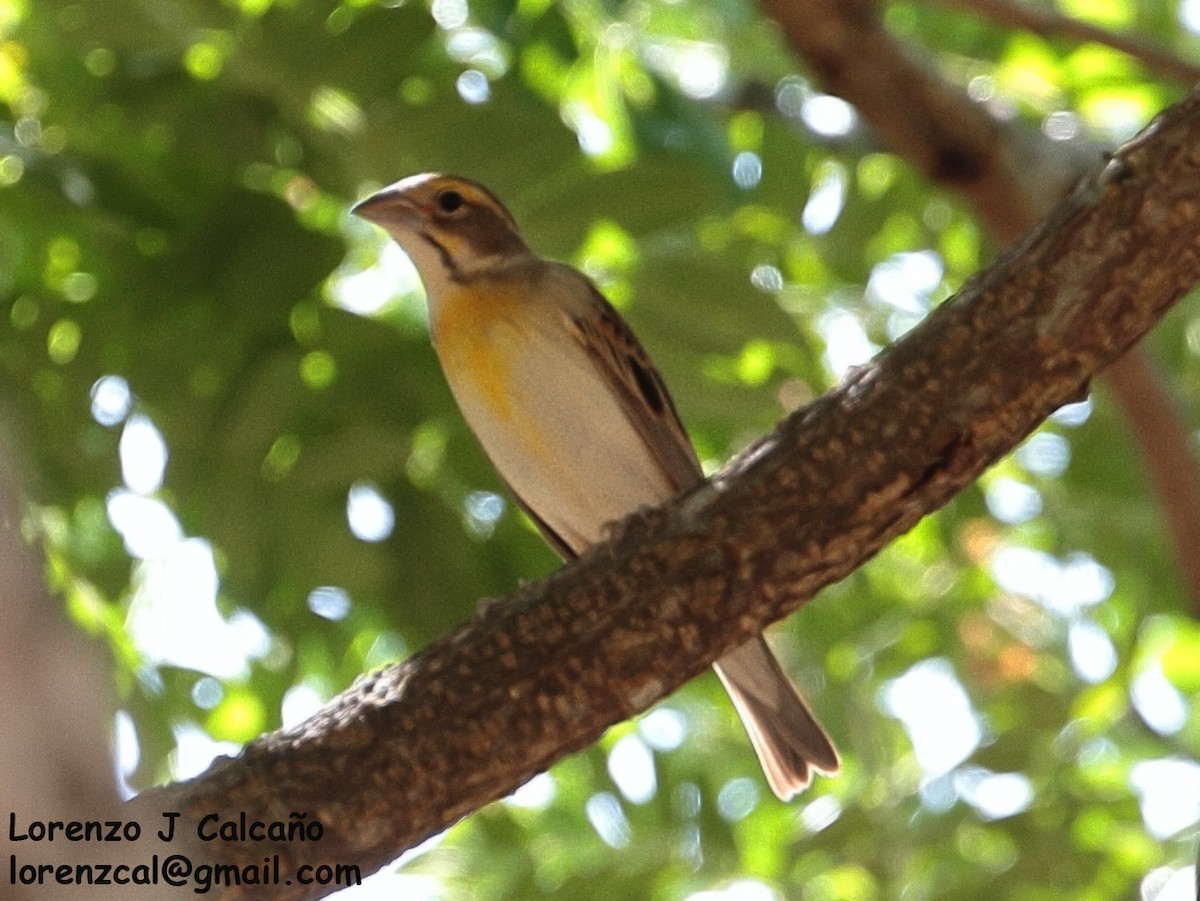 Dickcissel d'Amérique - ML260805221