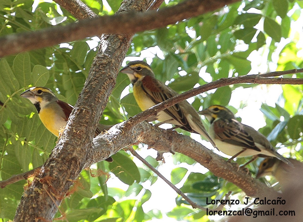 Dickcissel d'Amérique - ML260805231