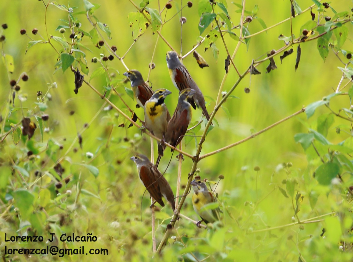 Dickcissel - ML260805321