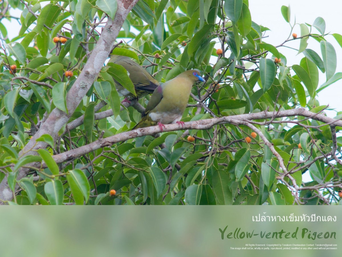 Yellow-vented Green-Pigeon - Tanakorn Chantasuban