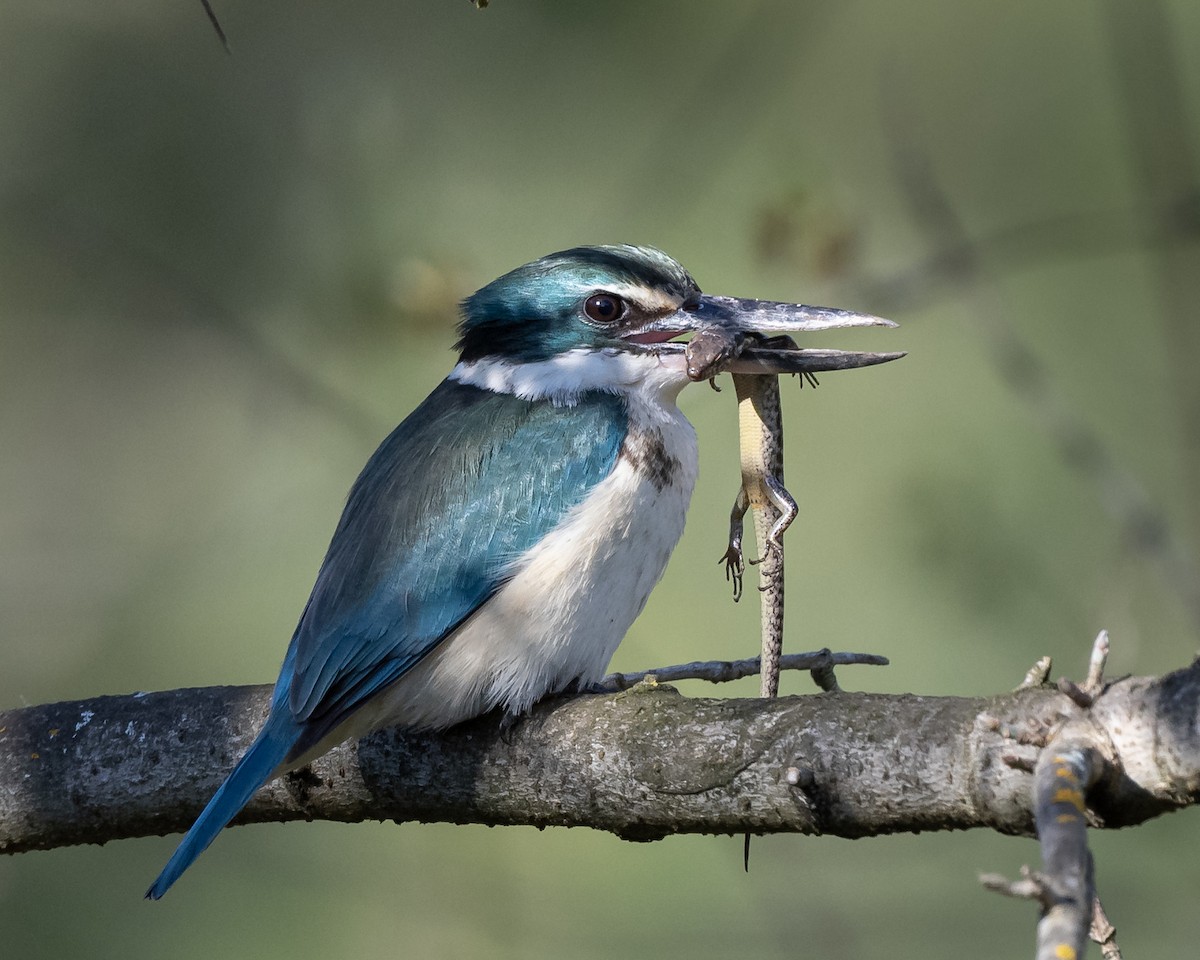 Sacred Kingfisher - ML260807921