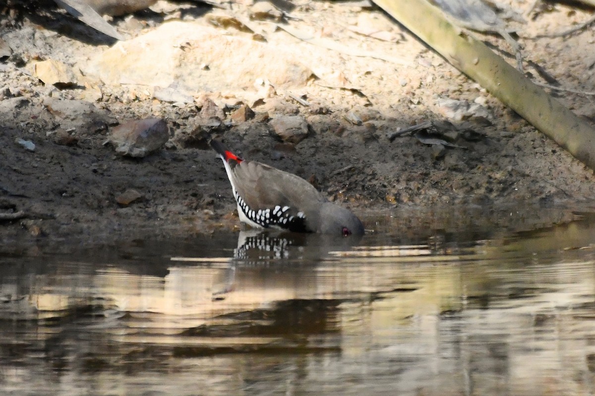 Diamond Firetail - ML260808441