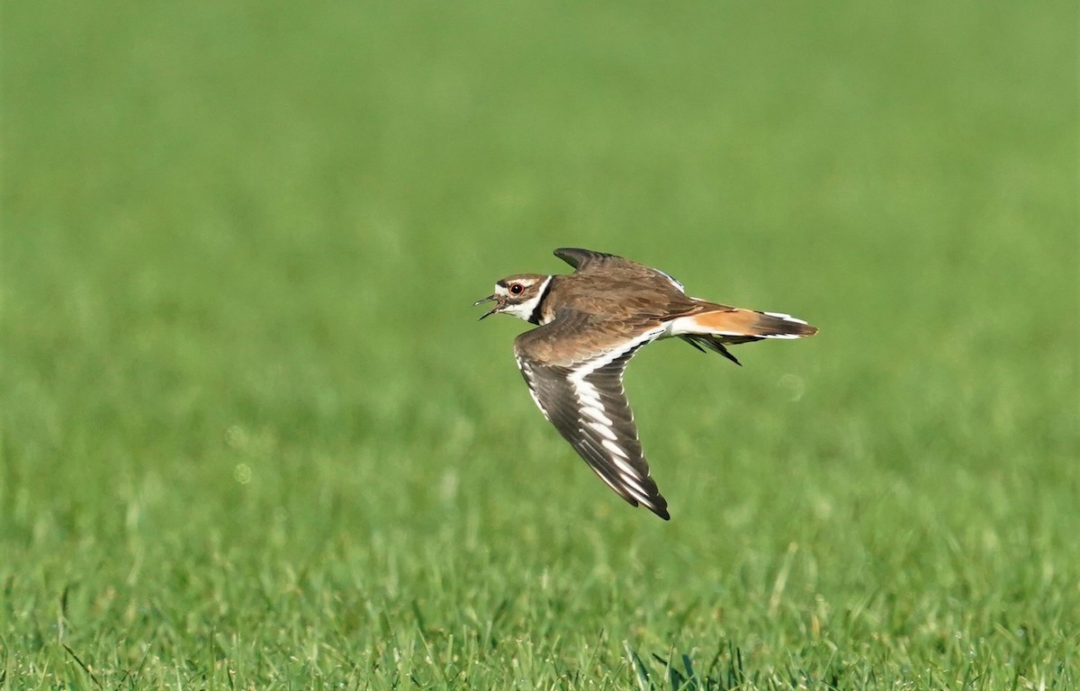 Killdeer - ML260810801