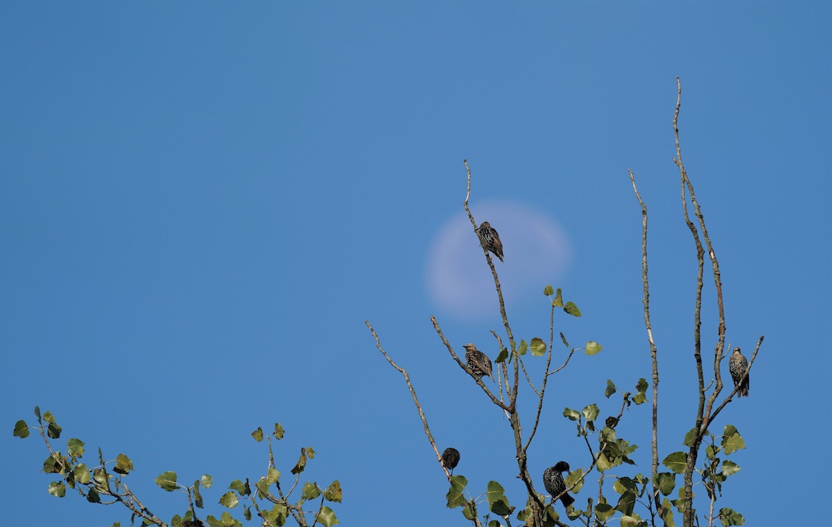 European Starling - ML260810911