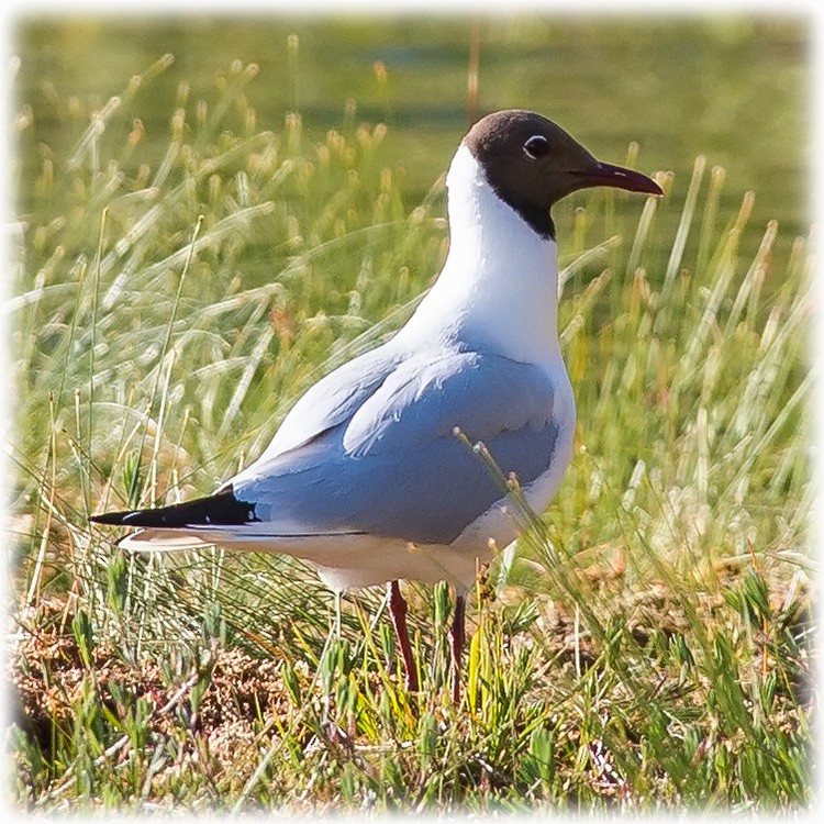 Black-headed Gull - ML260811001