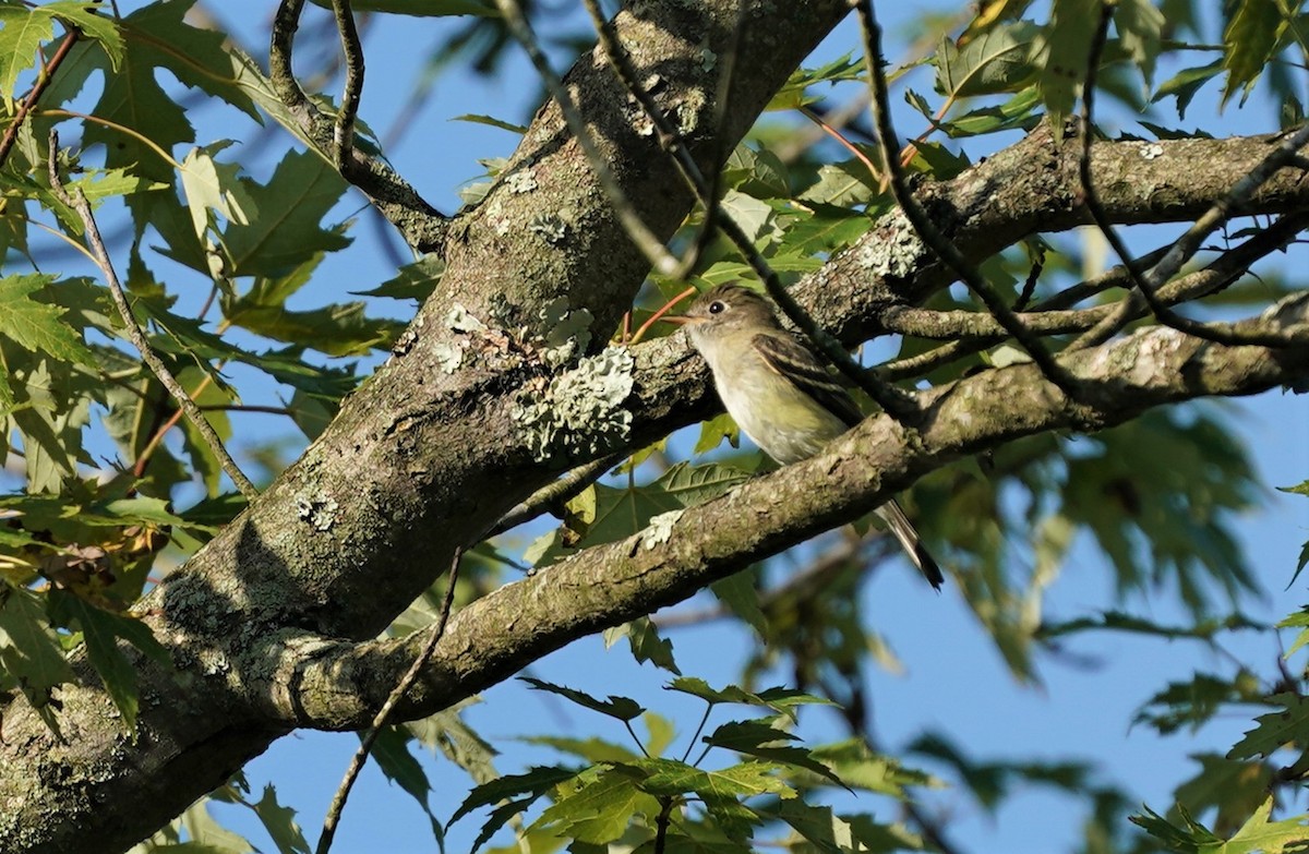 Least Flycatcher - ML260811101