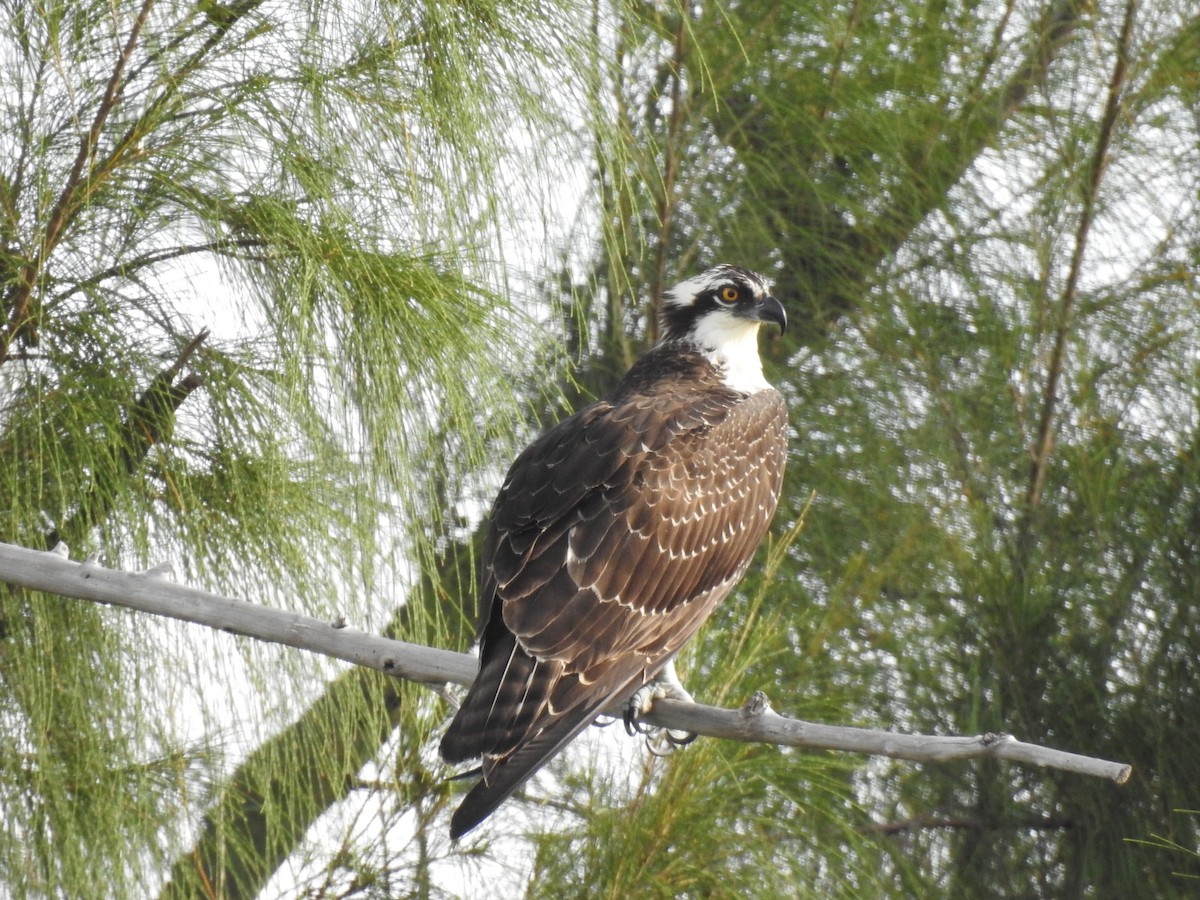 Osprey - Erika Gates