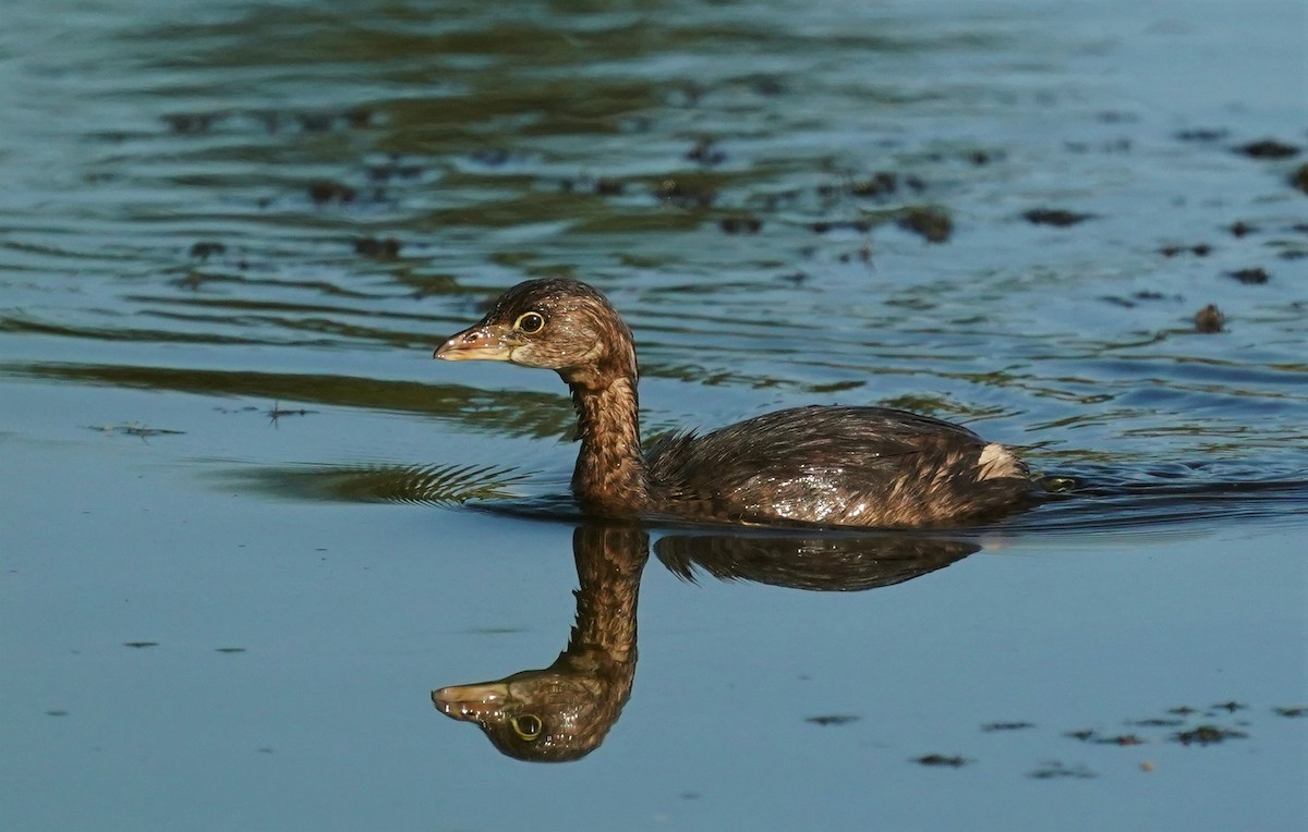 Pied-billed Grebe - ML260811671