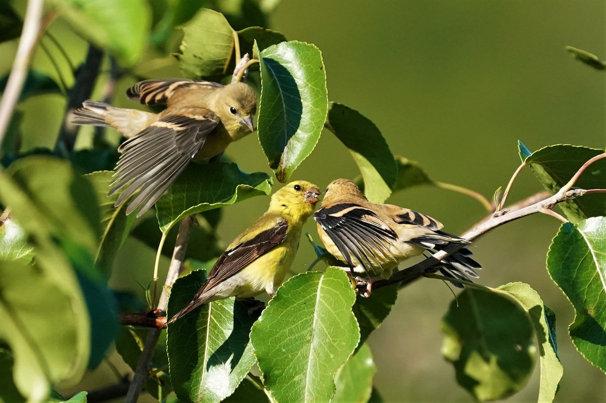 American Goldfinch - ML260811721