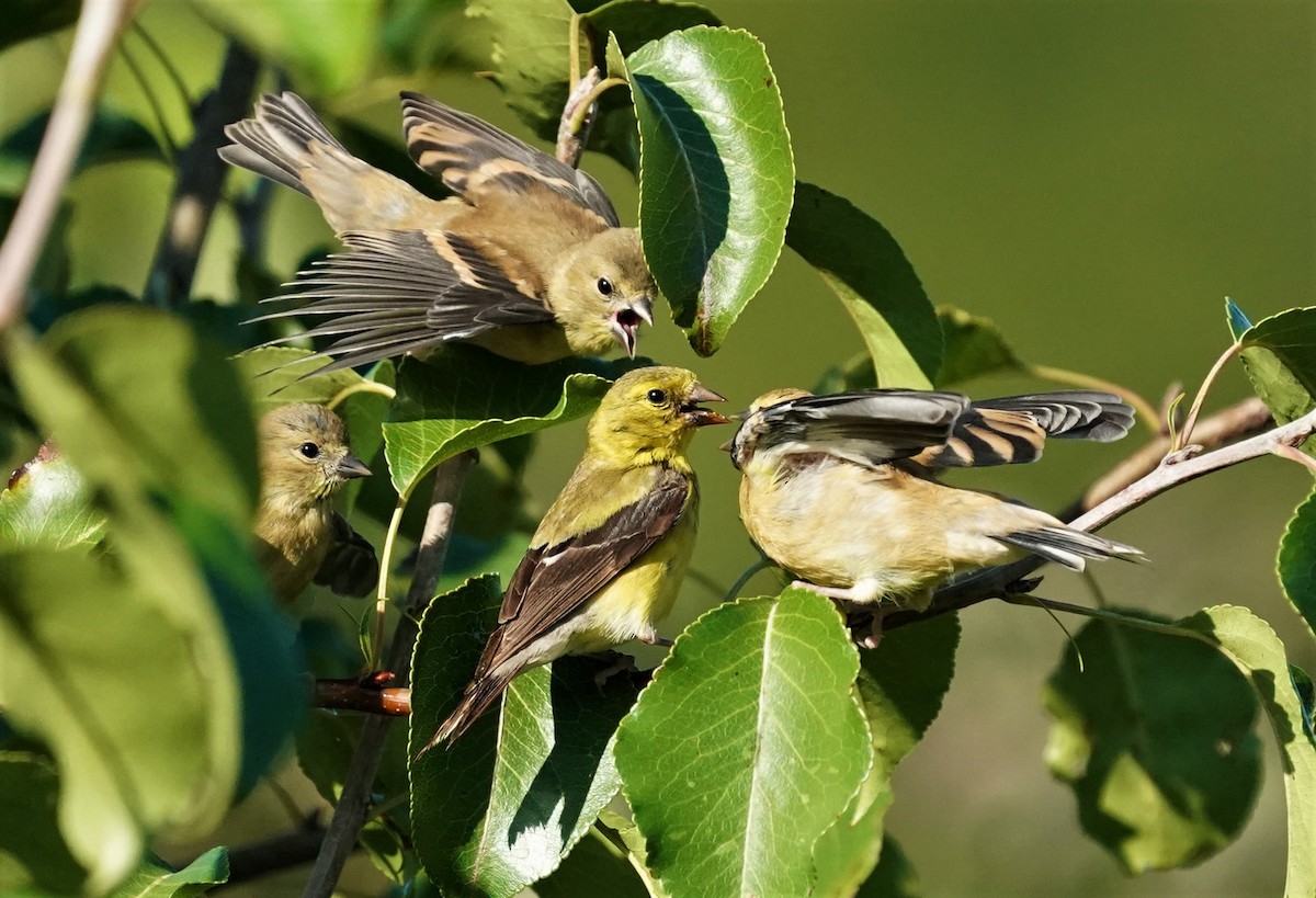 American Goldfinch - Sunil Thirkannad