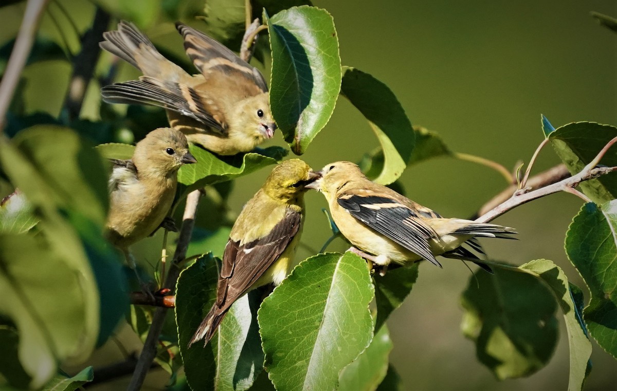 American Goldfinch - ML260811781