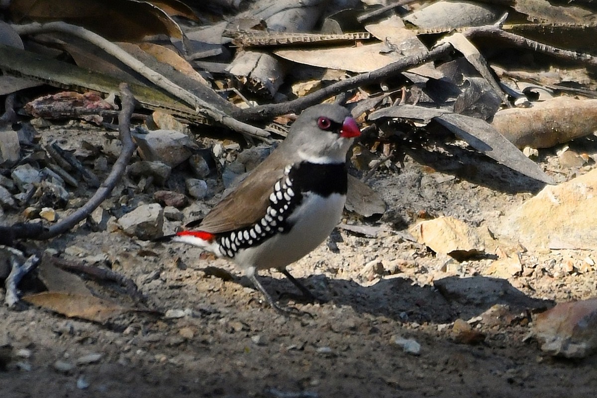 Diamond Firetail - ML260812261