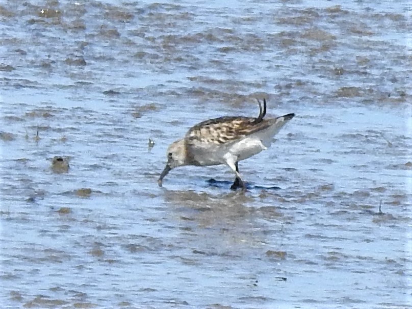 Zwergstrandläufer - ML260816671