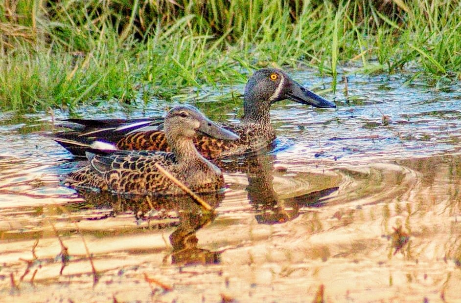 Australasian Shoveler - ML260819081
