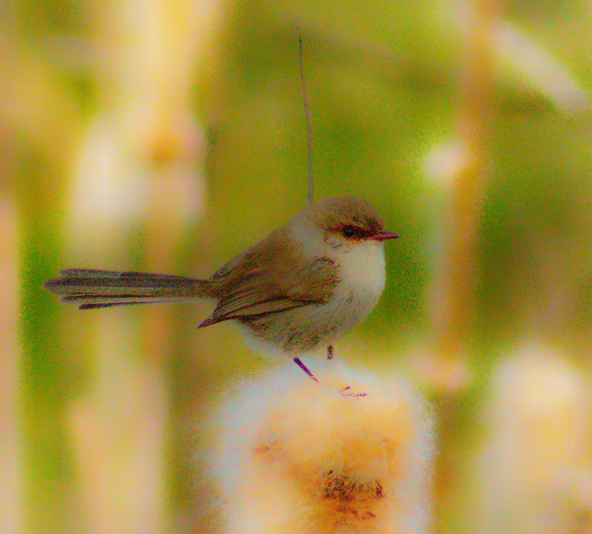 Superb Fairywren - ML260819131
