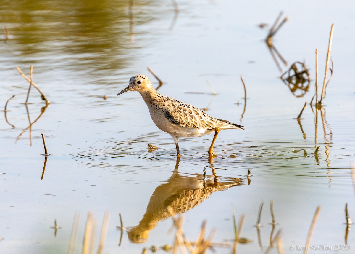 Buff-breasted Sandpiper - ML260819251