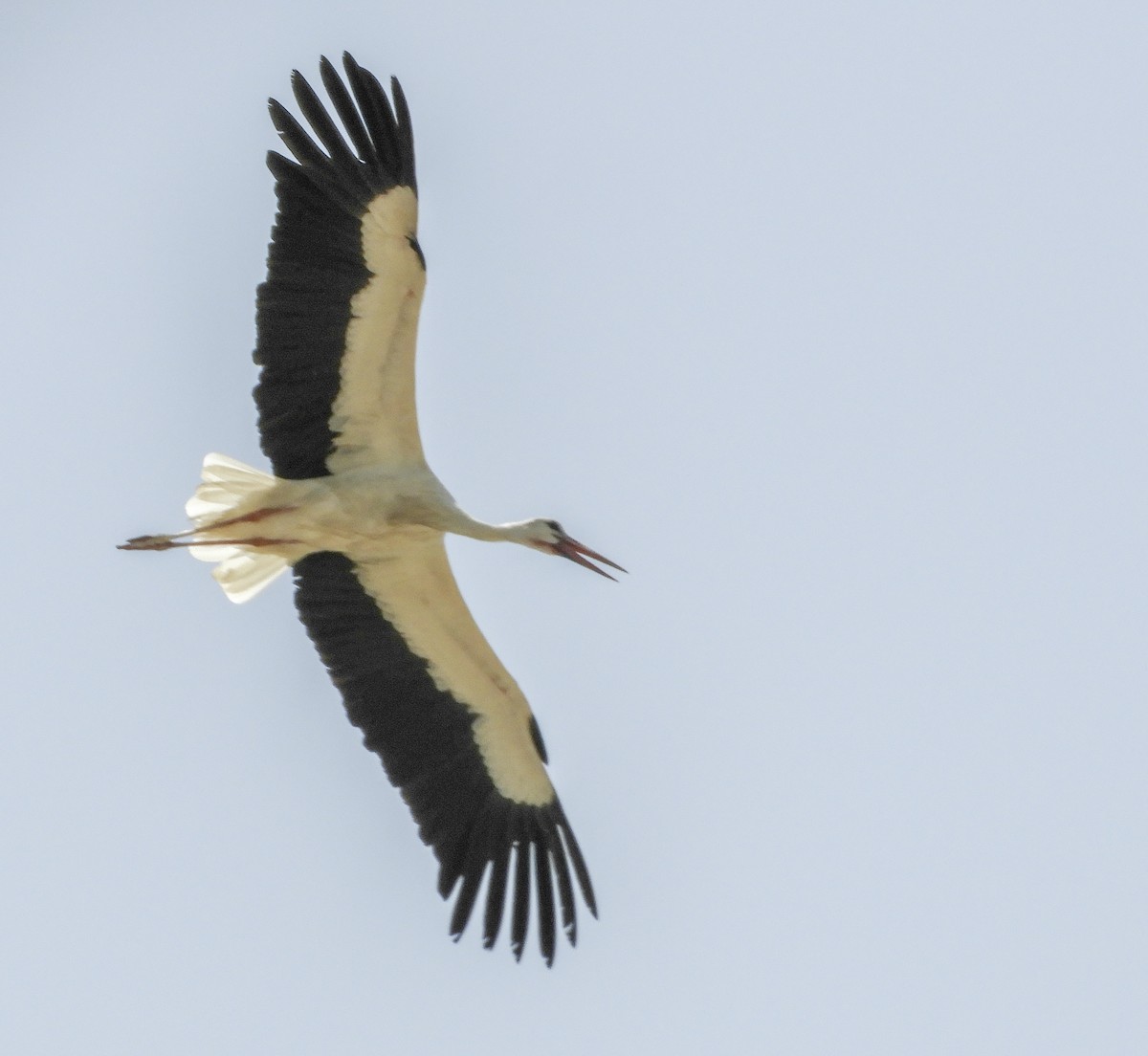 White Stork - Georgina Cole