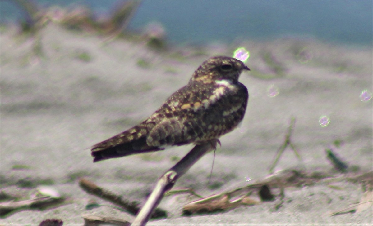 Lesser Nighthawk - ML260823221