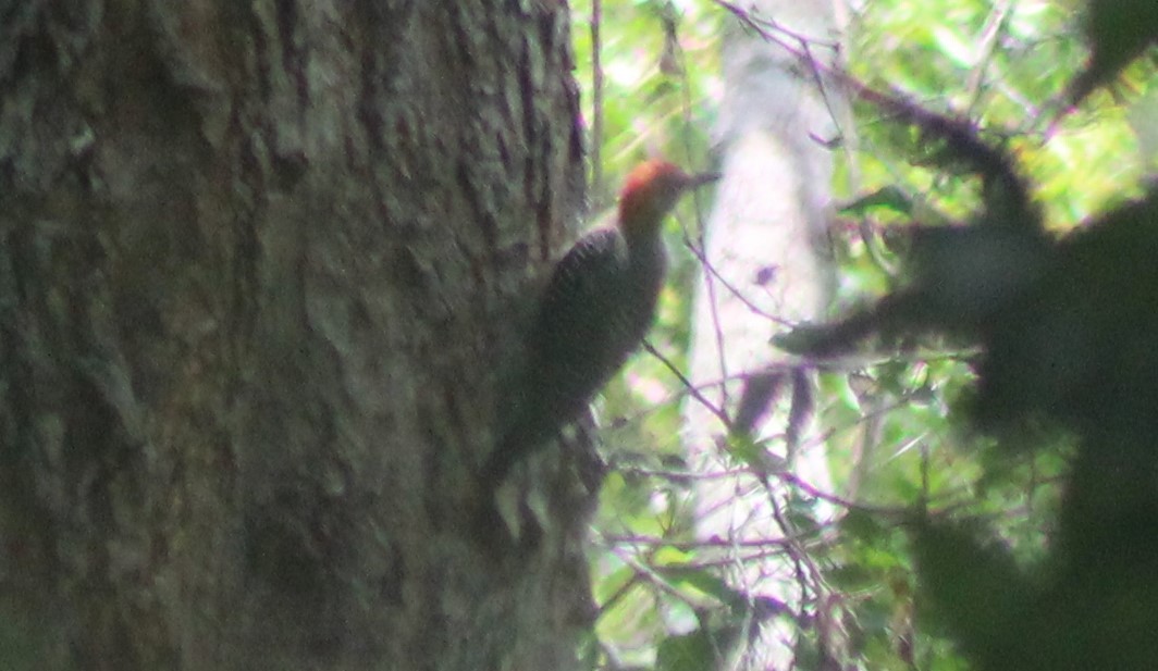 Golden-fronted Woodpecker - ML260823551