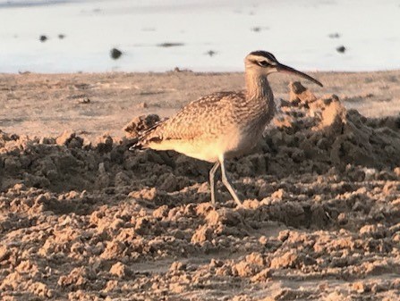 Regenbrachvogel - ML260823721