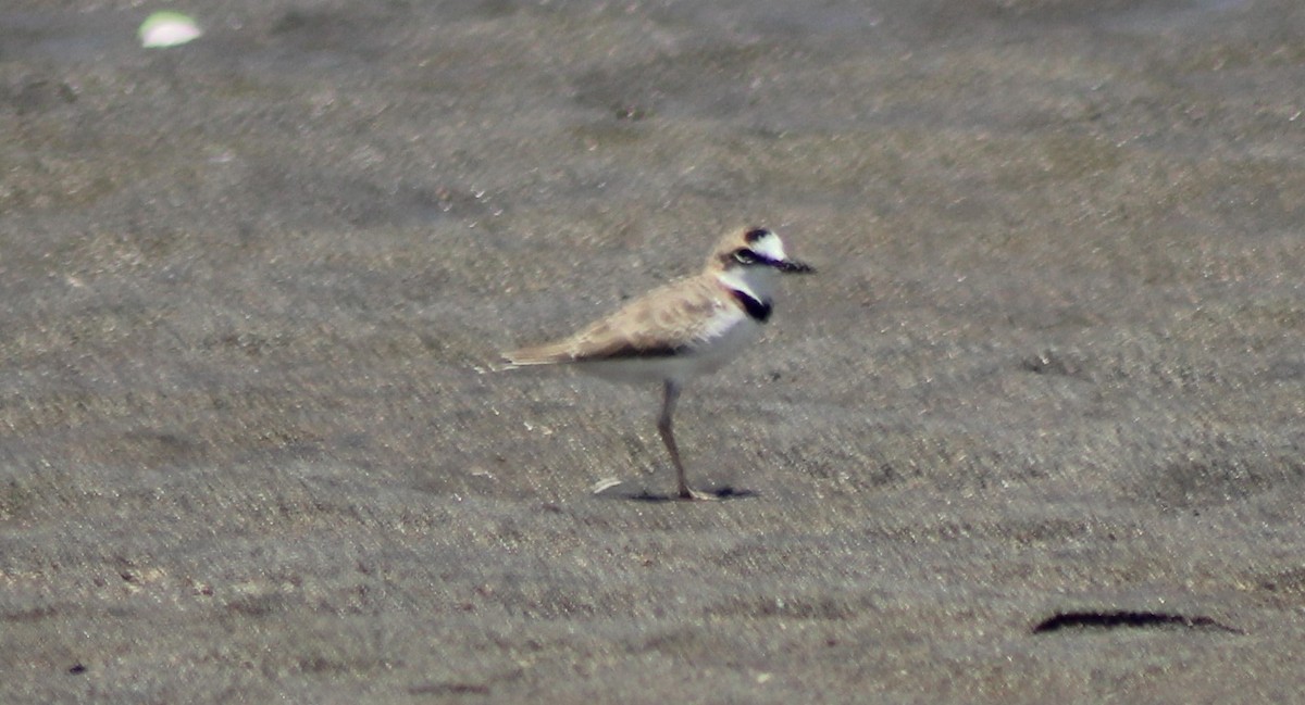 Collared Plover - ML260823931