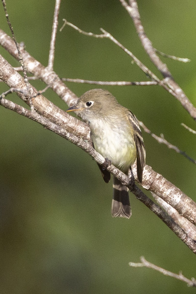 Least Flycatcher - ML260824311