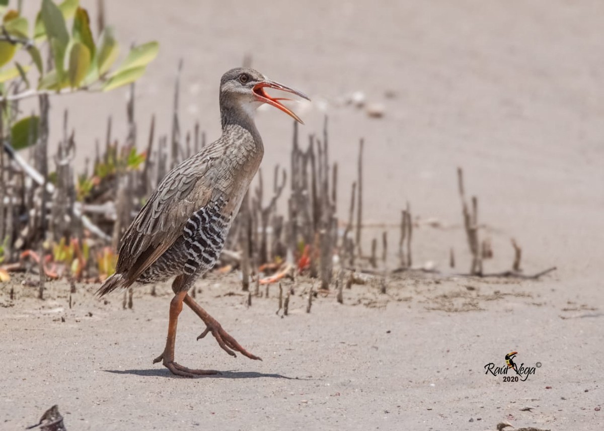 Mangrove Rail - Beto Guido Méndez