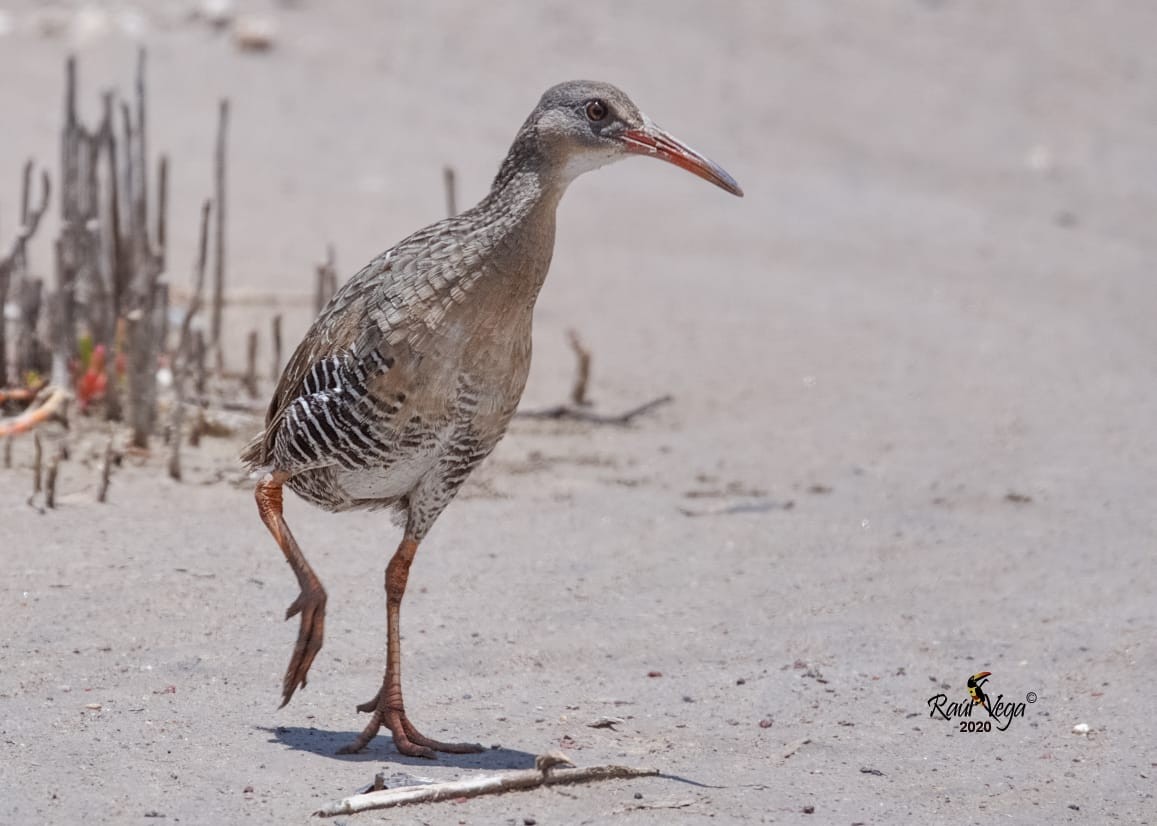 Mangrove Rail - Beto Guido Méndez