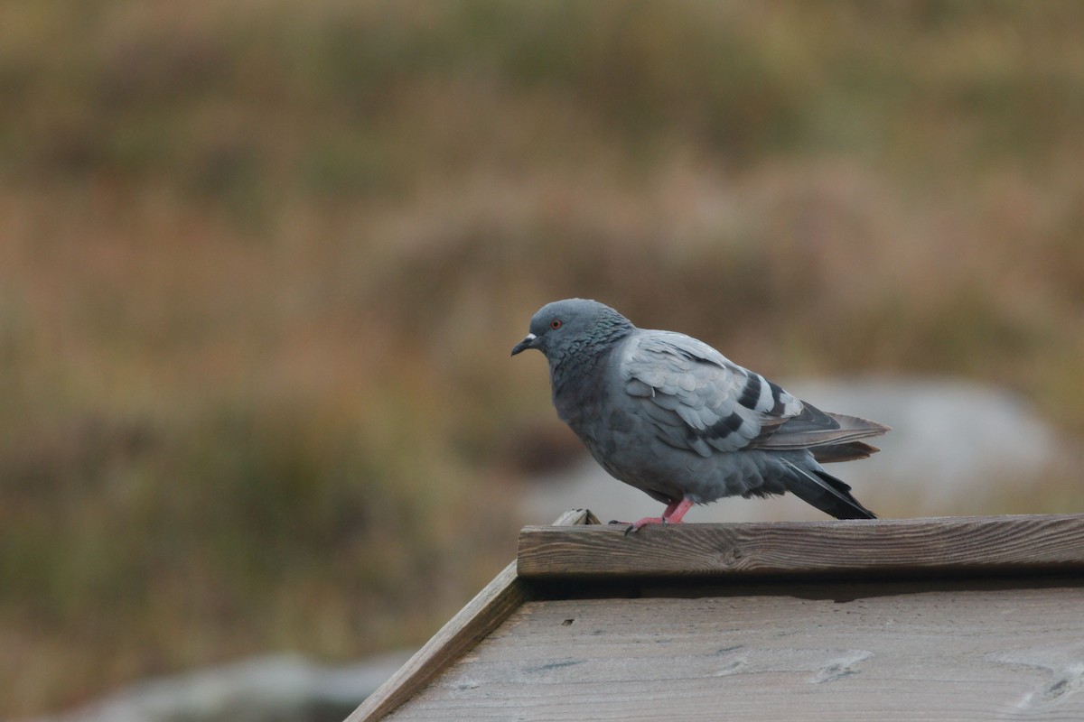 Rock Pigeon - ML260826301