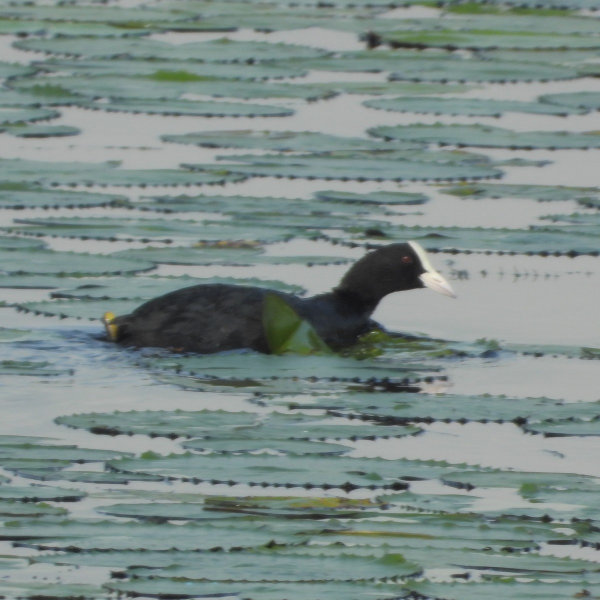 Eurasian Coot - Surendra Kumar R