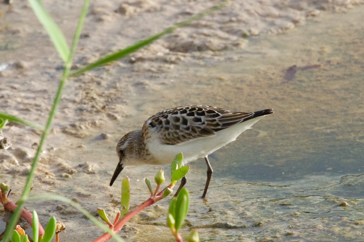 Little Stint - Alberto Aguiar Álamo