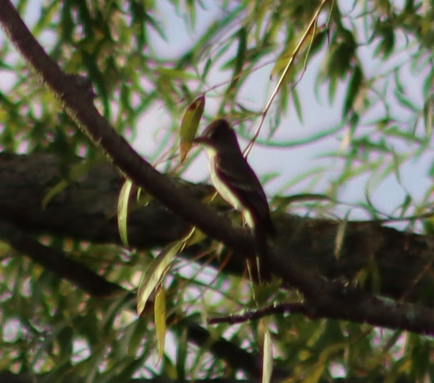 Eastern Wood-Pewee - ML260828861