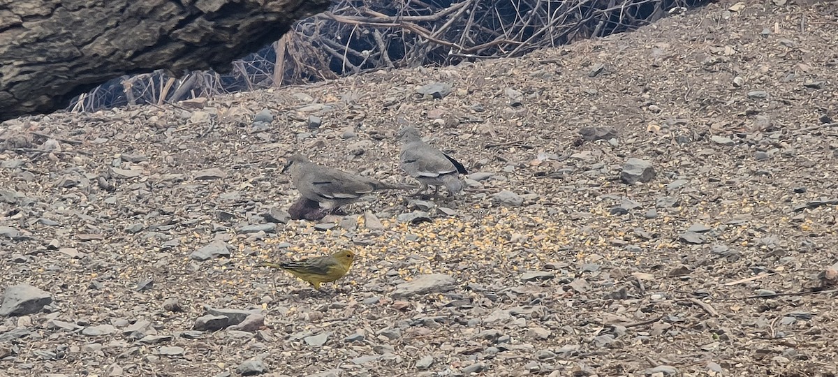 Picui Ground Dove - ML260829031