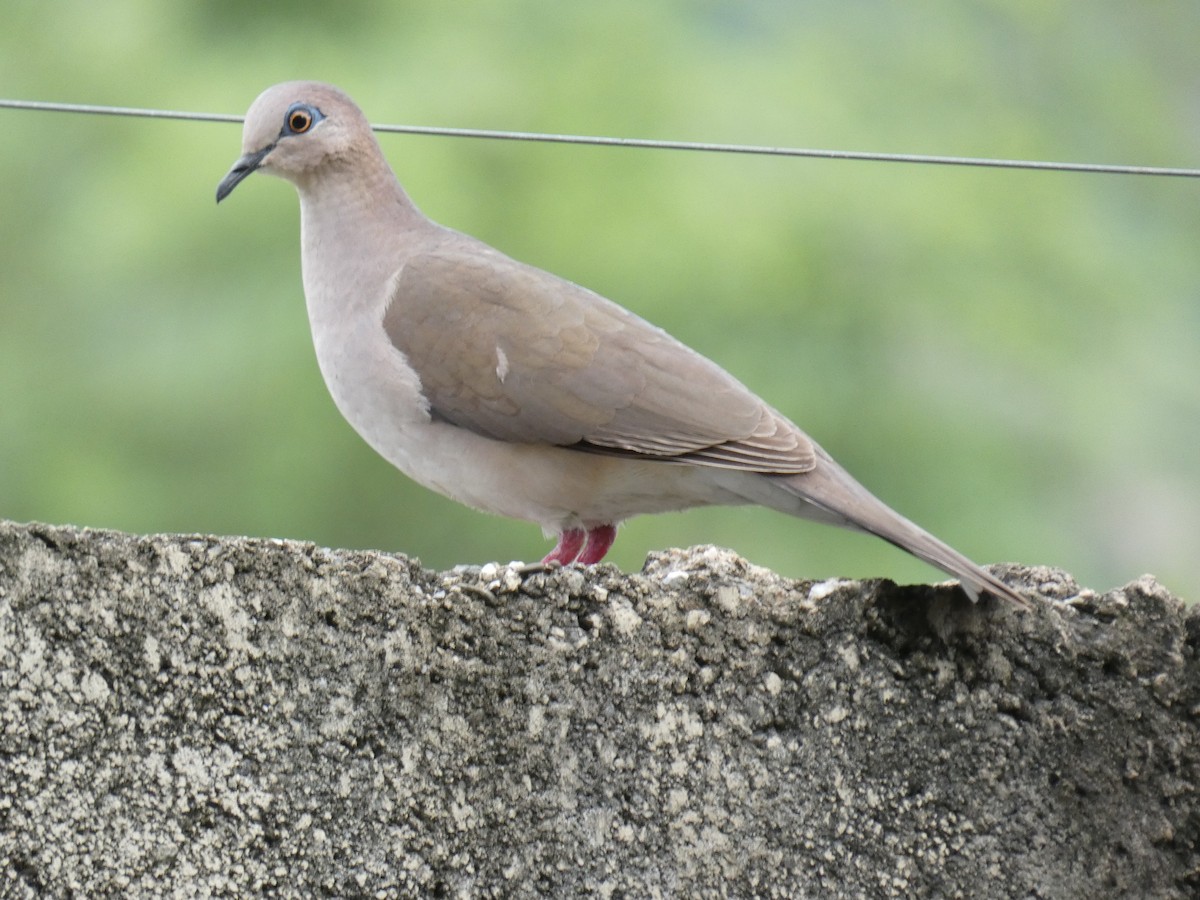 White-tipped Dove - ML260831351