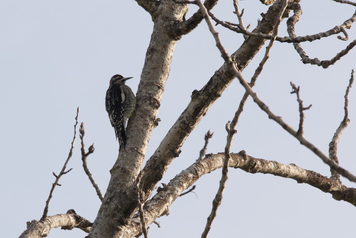 Hairy Woodpecker - ML260833081