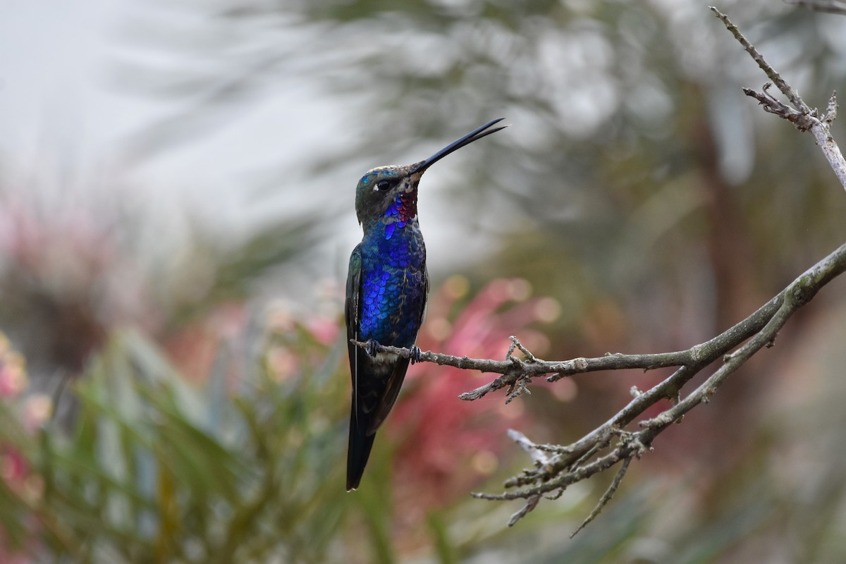 Colibrí de Barbijo - ML260833391