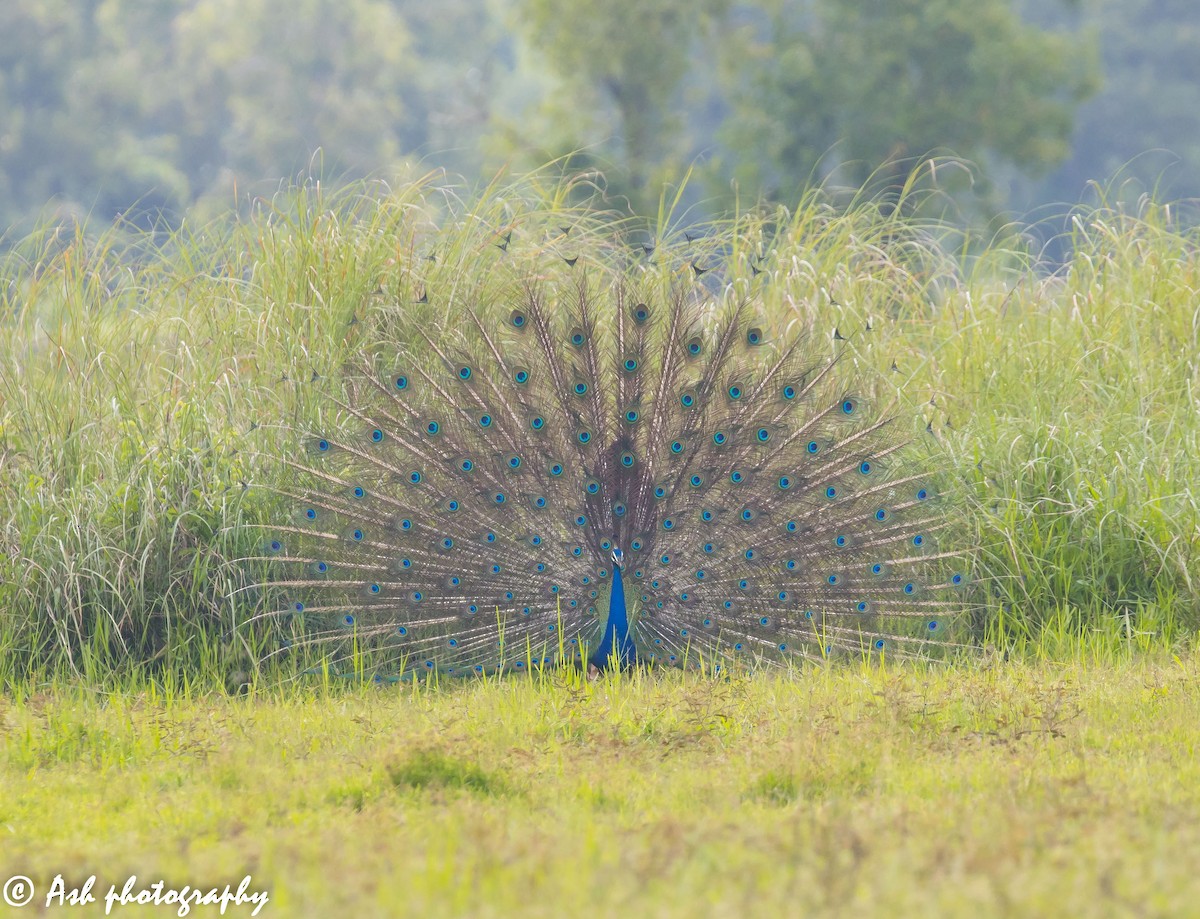 Indian Peafowl - ML260833711