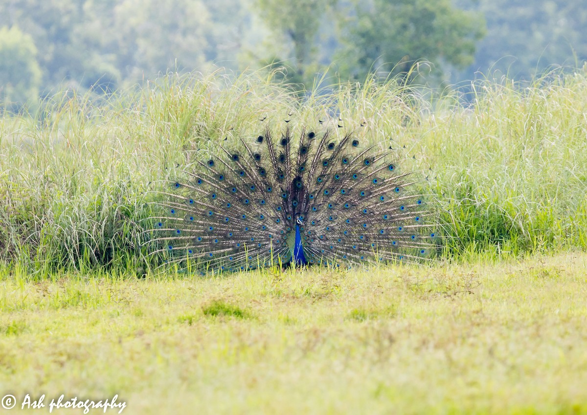 Indian Peafowl - ML260833721