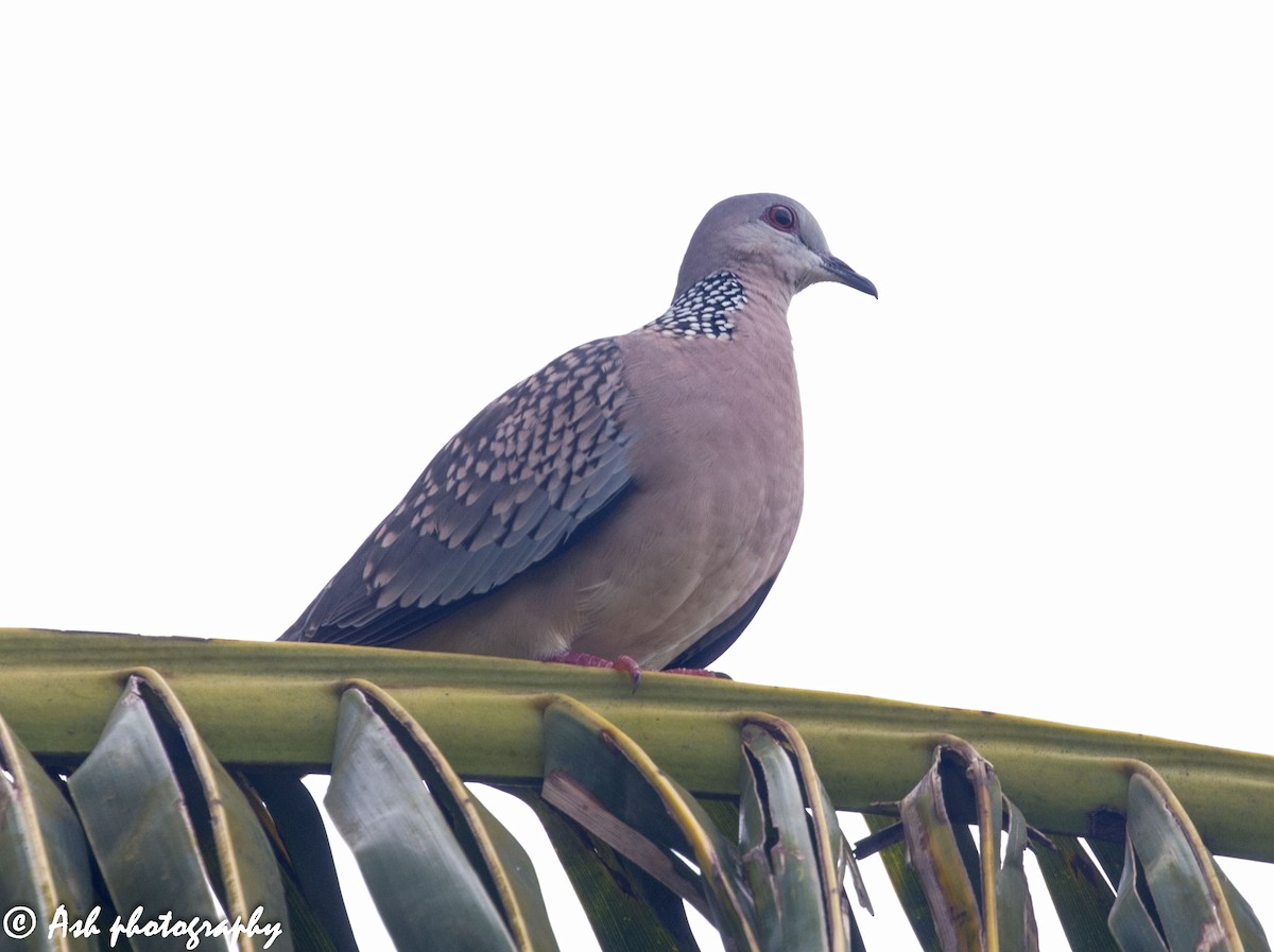 Spotted Dove - ML260833741
