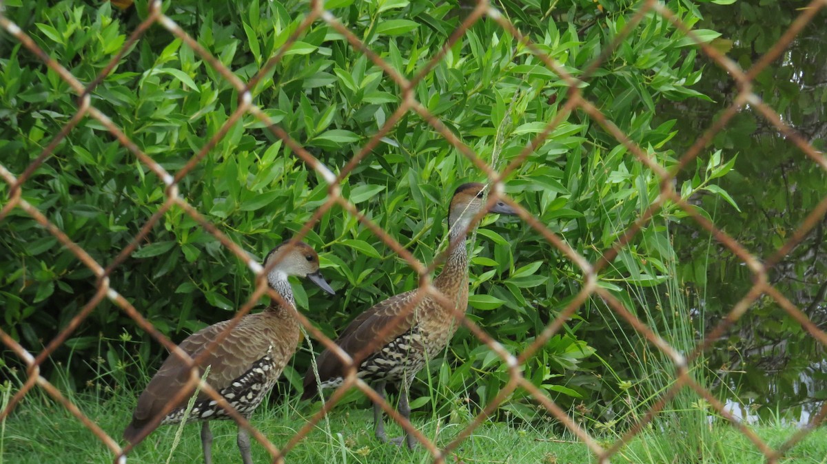 West Indian Whistling-Duck - ML260834481