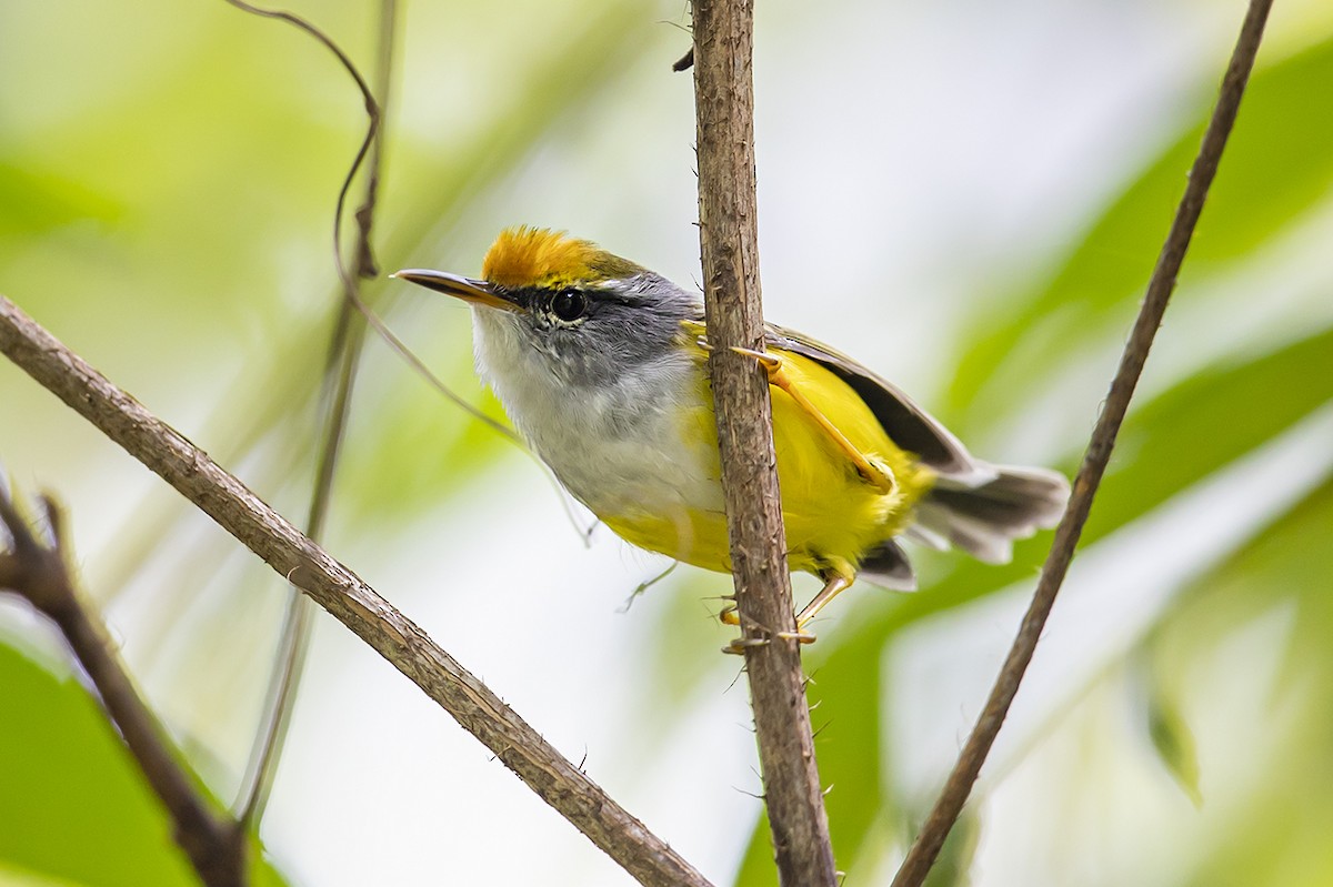 Mountain Tailorbird - ML260835151