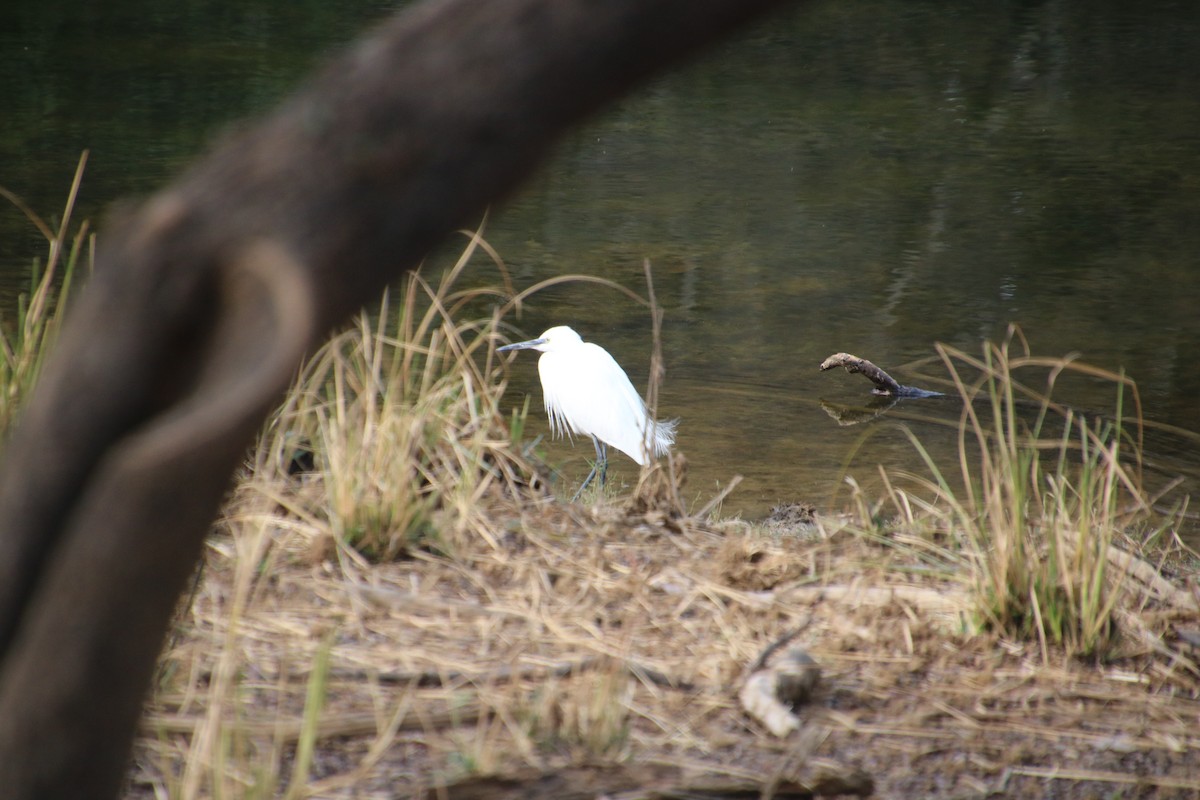 Little Egret - ML260836171