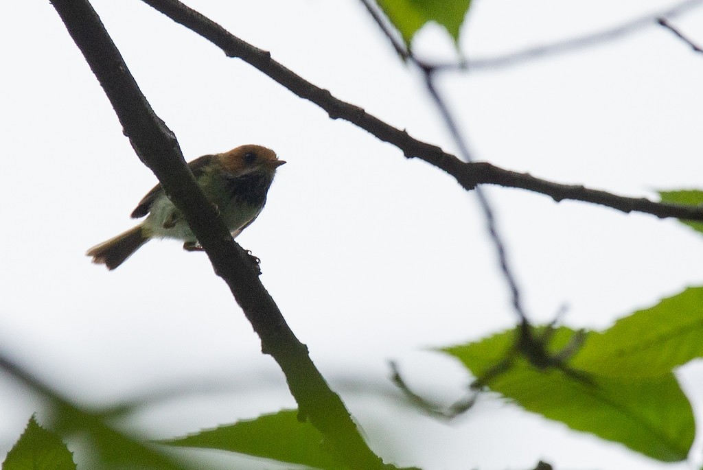 Rufous-faced Warbler - ML260837481